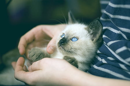 photo of Siamese cat on person hand thumbnail