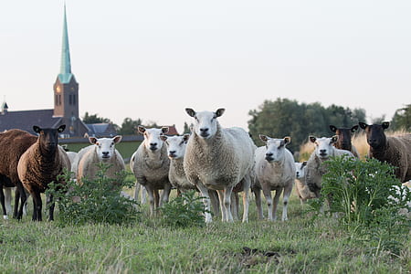 flock of lamb thumbnail