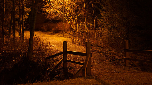 road surrounded with trees thumbnail