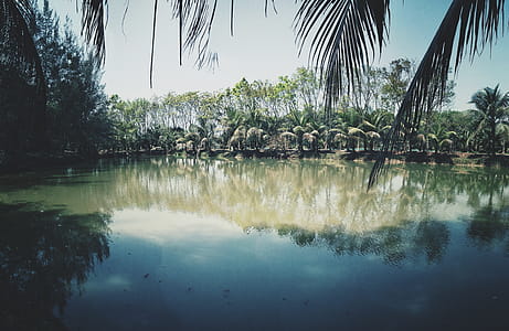 Photo of Coconut Trees Near Lake thumbnail