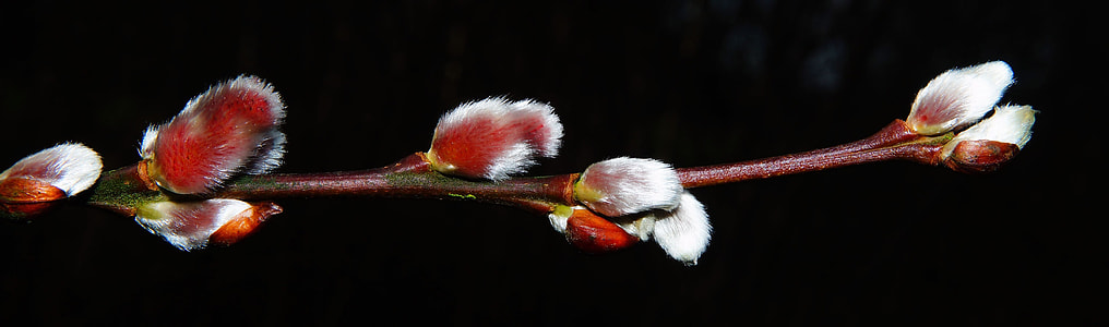 red and white flowers on tree branch thumbnail