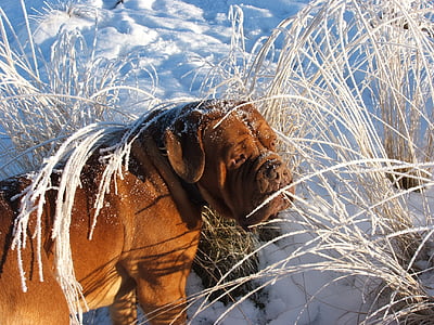 adult red French mastiff standing on snow ground beside plants thumbnail