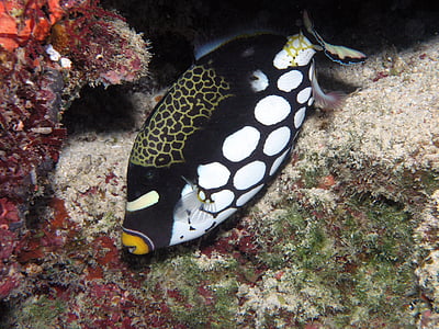 black and white fish thumbnail