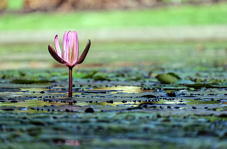 depth of field photograph of pink waterlily flower thumbnail