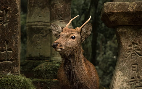 close up photography of brown deer thumbnail