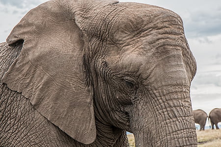 closeup photo of elephant thumbnail
