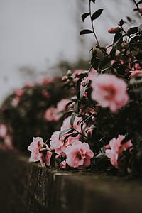 selective focus photography of pink rose flowers thumbnail
