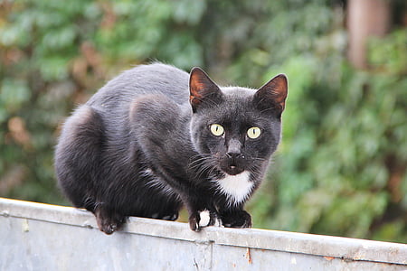 black cat on wall thumbnail