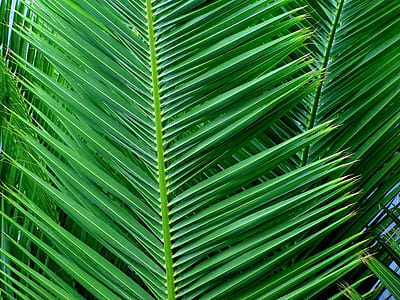 focus photo of green leafed tree thumbnail