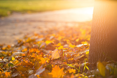 Fall Autumn Leaves on the Ground thumbnail