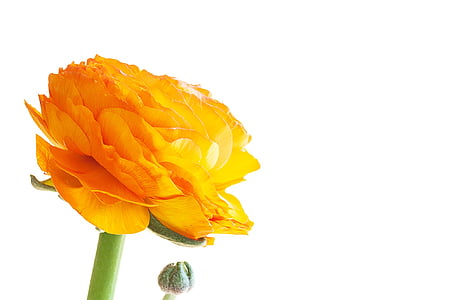 macro photography of orange Ranunculus flower thumbnail