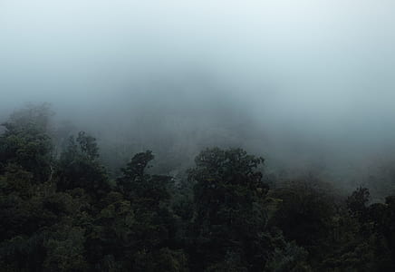 green leafed trees with fogs thumbnail