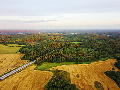 gray road beside green forest thumbnail