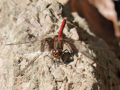 Dragonfly, Red Dragonfly thumbnail