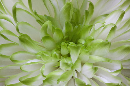 macro photography of white and green chrysanthemum thumbnail
