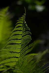 Selective Focus Photo of Fern Plant thumbnail