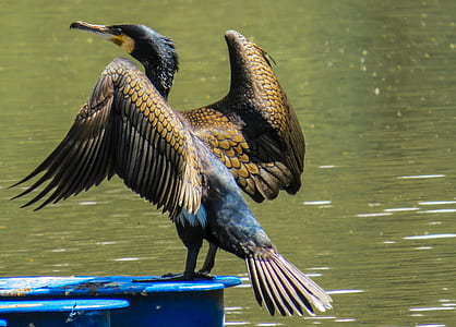 brown and black bird near body of water thumbnail