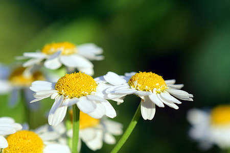 Chamomile, Chamomile Flower thumbnail