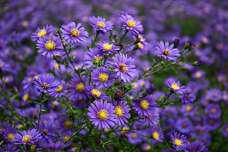 Purple and Yellow Flower thumbnail