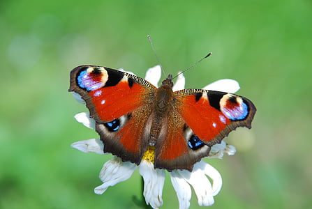 red and blue butterfly thumbnail