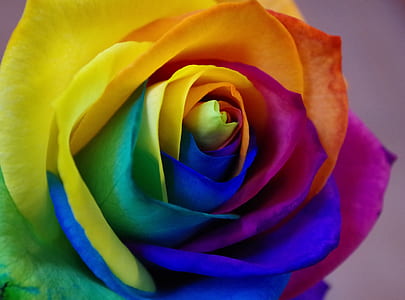 blue, purple, orange, yellow, and green rose thumbnail
