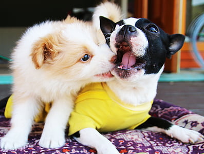 adult white and black Chihuahua playing with white and tan border collie puppy thumbnail