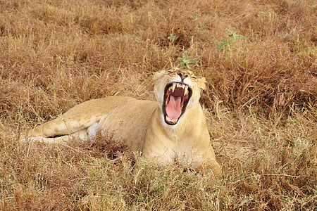 lioness yawing while laying on ground thumbnail
