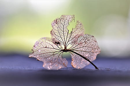 selective focus photography of dried leaf thumbnail
