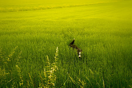 black and white dog in grass field thumbnail
