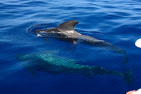 gray dolphin swimming on body of water thumbnail