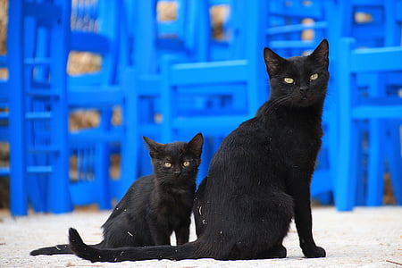 selective focus photo of two bombay cats thumbnail