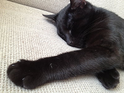 black cat lying on white textile thumbnail