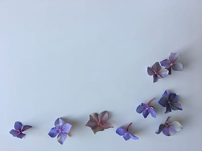 purple petaled flowers on white wall thumbnail