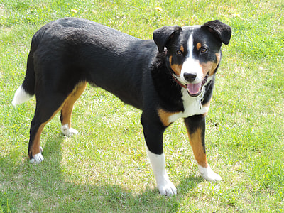 Appenzell Mountain Dog, Animal thumbnail