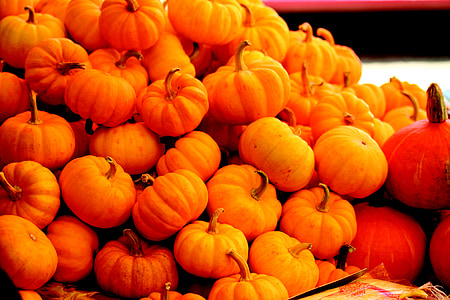 orange pumpkin lot thumbnail