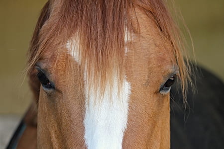 brown and white stallion horse thumbnail