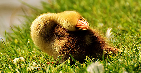 shallow focus photography of brown duckling thumbnail