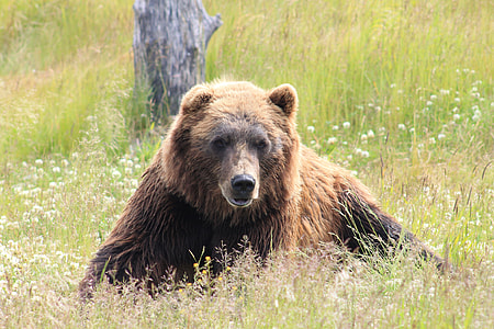 brown bear on green grass thumbnail