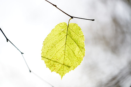 selective focus photography of green leaf thumbnail