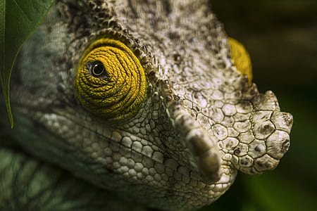 selective focus photography of chameleon thumbnail