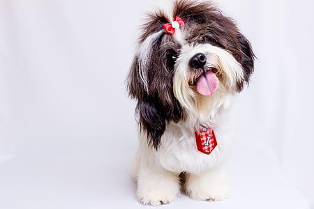 adult white and black shih tzu sticking tongue out thumbnail