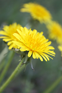 Sonchus Oleraceus, Weed thumbnail