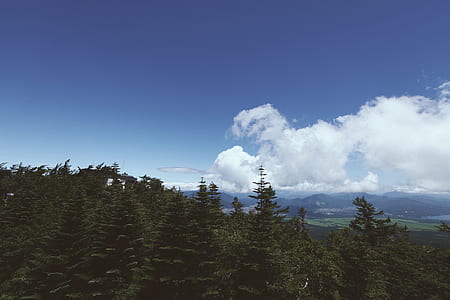 green trees under blue sky thumbnail