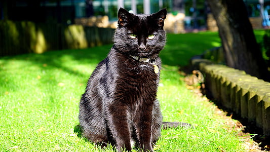 black cat sitting on green grass thumbnail