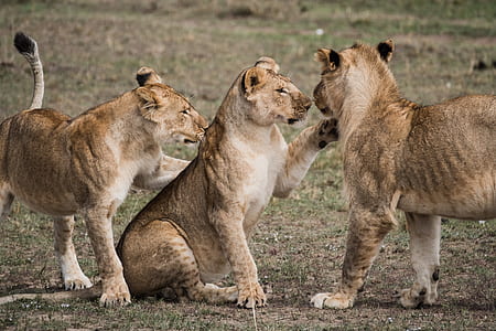 three brown lionesses playing with each other during daytime thumbnail