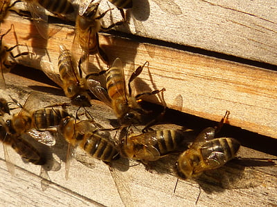 honeybees standing on wooden crate thumbnail