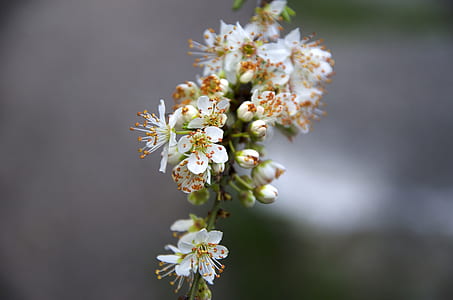 photo of white flowers thumbnail