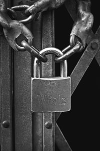 greyscale photography of chains locked with Whale padlock thumbnail