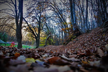 Close Up Photography of Brown Dried Leaf Inside Forest during Day Time thumbnail