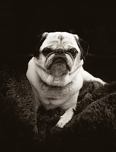 grayscale photograph of fawn pug thumbnail